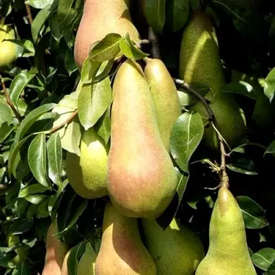 Груша КОНКОРД в Гродно