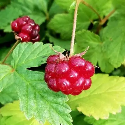 Княженика АННА в Гродно