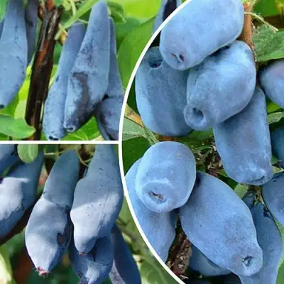 Комплект СИЯНИЕ ГЛАЗ в Гродно