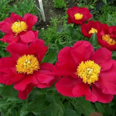 Пион АМЕРИКА травянистый в Гродно