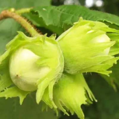 Фундук КАТАЛОНСКИЙ в Гродно