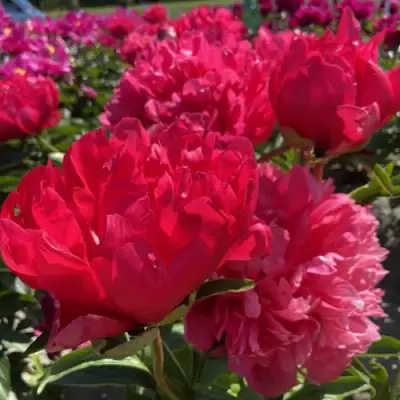 Пион БЕЛГРАВИЯ травянистый в Гродно