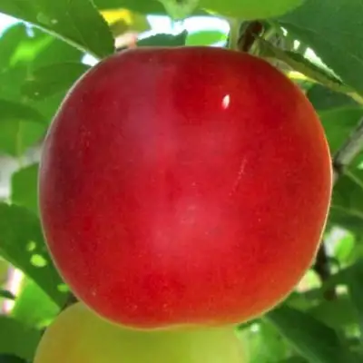 Плумкот БИРИКОККОЛО БОЛОГНЕС в Гродно