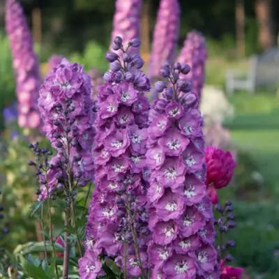 Дельфиниум ДЕЛЬФИС ПИНК ПАУЭ высокий в Гродно