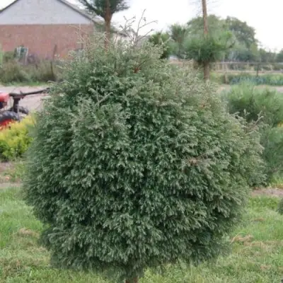 Туя вересковидная в Гродно