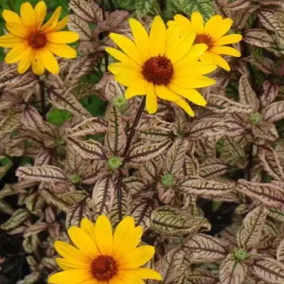 Гелиопсис САММЕР ПИНК в Гродно