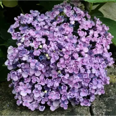 Гортензия АИША крупнолистная  в Гродно