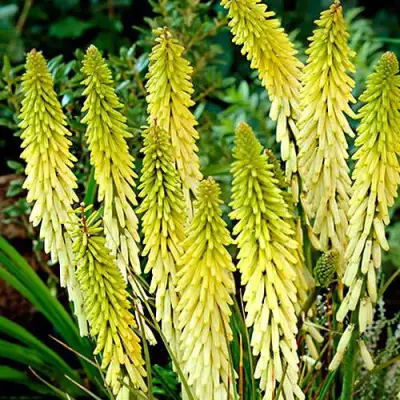 Книфофия ЛИТТЛ МЕЙД гибридная в Гродно