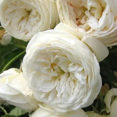 Роза АРТЕМИС шраб в Гродно