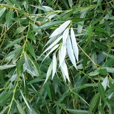 Ива ломкая  в Гродно