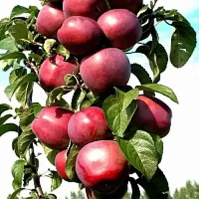 Яблоня МОСКОВСКОЕ ОЖЕРЕЛЬЕ колонновидная в Гродно