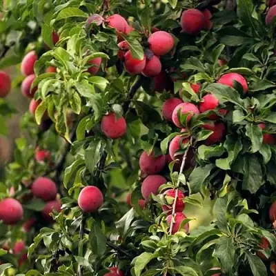 Слива КЛЕОПАТРА в Гродно