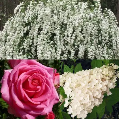 Комплект ВЕЧНАЯ КЛАССИКА в Гродно