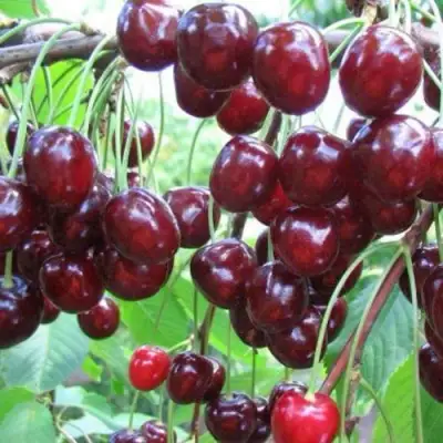 Черешня ОВСТУЖЕНКА в Гродно