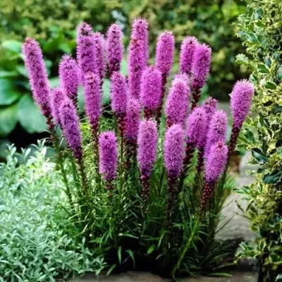 Лиатрис РОЗЕА колосковая в Гродно