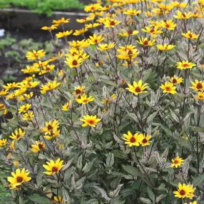 Гелиопсис САММЕР ПИНК в Гродно