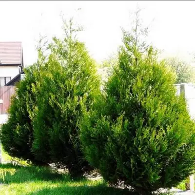 Туя АТРОВИРЕНС складчатая в Гродно
