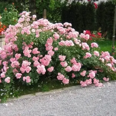 Роза БОНИКА флорибунда в Гродно