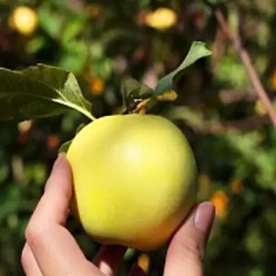 Яблоня РОССИЯНКА в Гродно