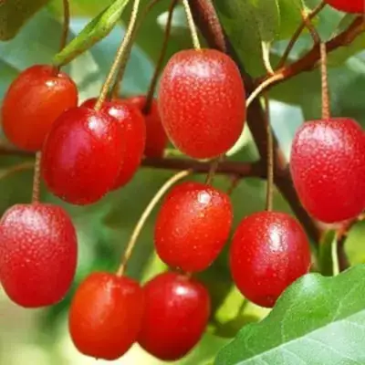 Гуми ТАИСА (ЛОХ МНОГОЦВЕТКОВЫЙ) в Гродно