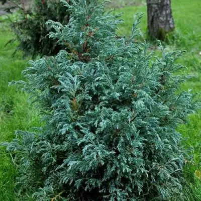 Кипарисовик БЕБИ БЛЮ горохоплодный в Гродно