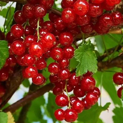 Смородина красная НАТАЛИ в Гродно