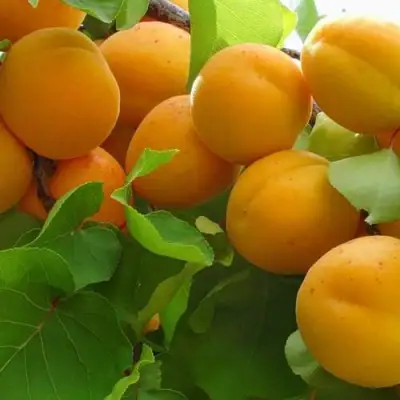 Абрикос ЖИГУЛЕВСКИЙ СУВЕНИР в Гродно