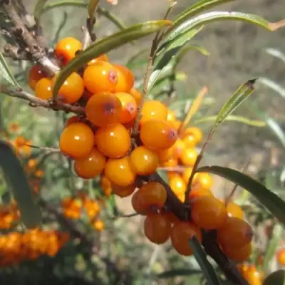 Облепиха СУДАРУШКА в Гродно
