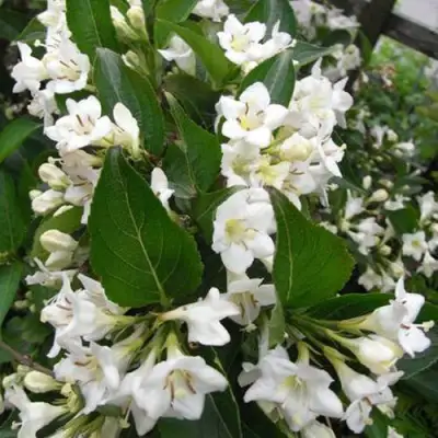 Вейгела БРИСТОЛЬСКАЯ СНЕЖИНКА в Гродно