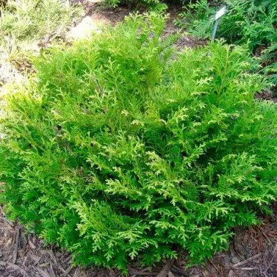 Туевик НАНА долотовидный  в Гродно