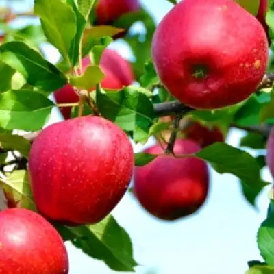Яблоня МОДИ в Гродно