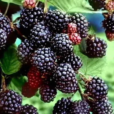 Ежевика ЭВЕРГРИН бесшипная  в Гродно