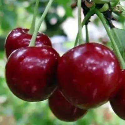 Вишня ГРИОТ БЕЛОРУССКИЙ в Гродно