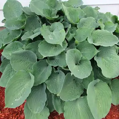 Хоста МУНЛАЙТ СОНАТА гибридная в Гродно