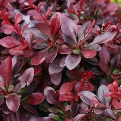 Барбарис АТРОПУРПУРЕА НАНА тунберга в Гродно