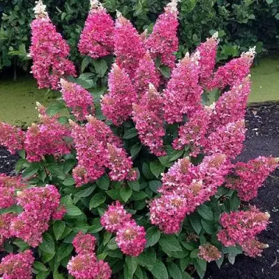 Гортензия МЕГА МИНДИ метельчатая в Гродно