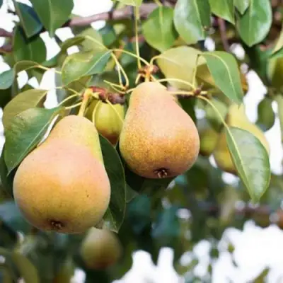 Груша ВЫСТАВОЧНАЯ в Гродно