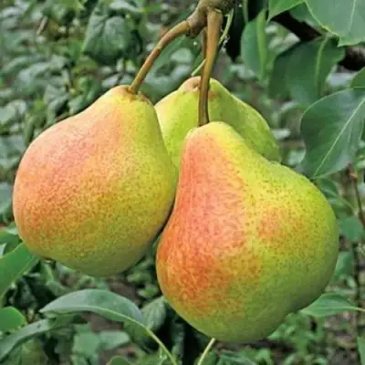 Груша ПАМЯТЬ ЯКОВЛЕВА в Гродно