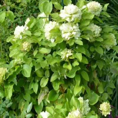 Клематис КОХАНА в Гродно