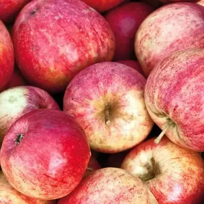 Яблоня ШТРИФЕЛЬ в Гродно