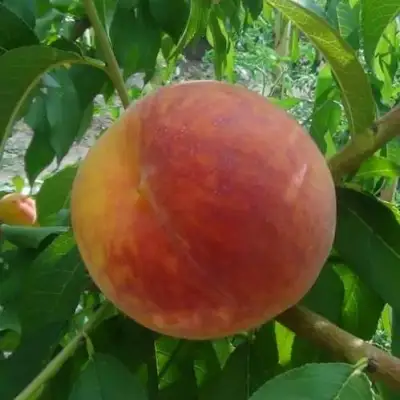 Персик ВАЙН ГОЛД Т3 в Гродно