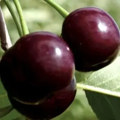 Дюк КСЕНИЯ (ЧЕРЕВИШНЯ) в Гродно