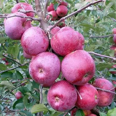 Яблоня ФЛОРИНА в Гродно