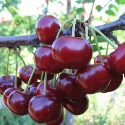 Вишня НОРД СТАР в Гродно