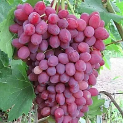 Виноград КИШМИШ ВЕЛЕС в Гродно