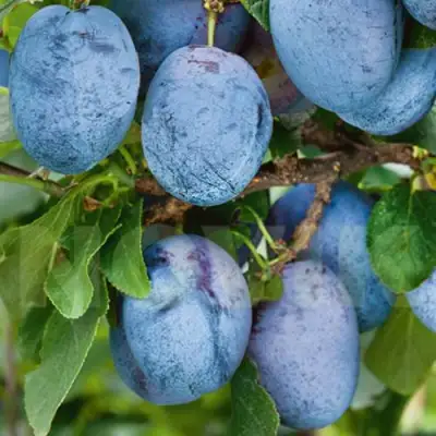 Слива ОДА в Гродно