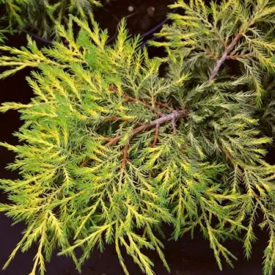 Можжевельник КИНГ ОФ СПРИНГ средний в Гродно