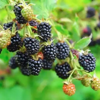 Ежевика АПАЧИ бесшипная  в Гродно