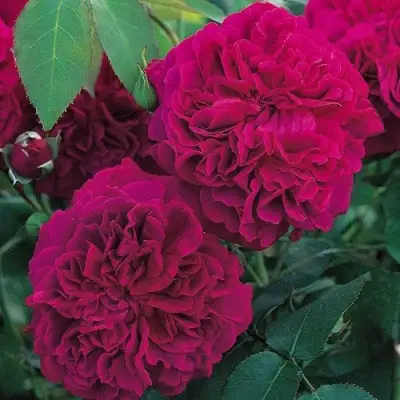 Роза ВИЛЬЯМ ШЕКСПИР английская в Гродно