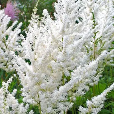 Астильба ДИАМАНТ Арендса в Гродно